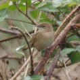 /album/my-local-birding-gallery/grasshopper-warbler-responding-to-tape-jpg/